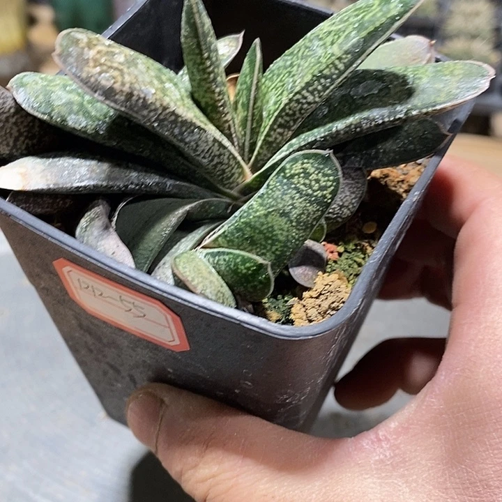 完美主义者勿拍硬叶121255