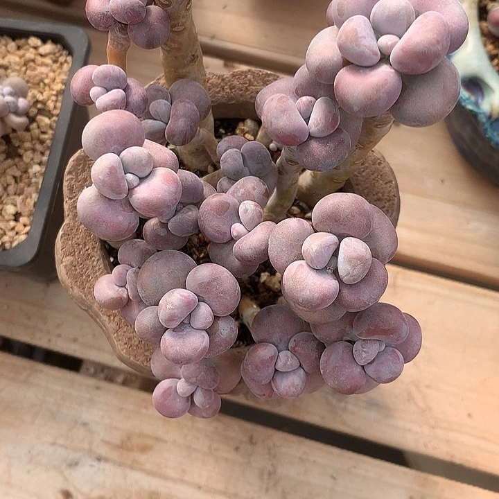 源***去看图弄了饭店楼妈加班