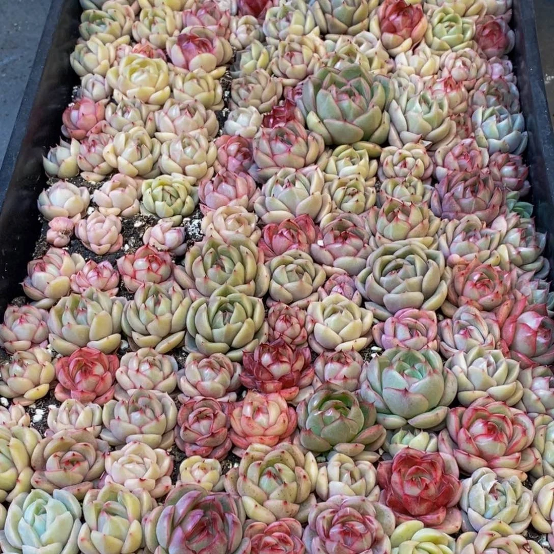 h****h324多肉植物保护研究所所长