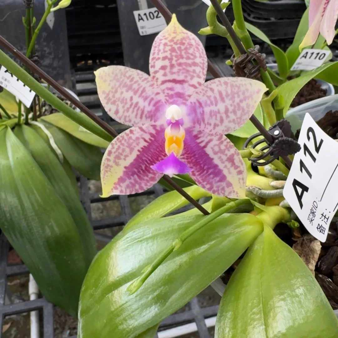 完全开放林登819蝴蝶兰