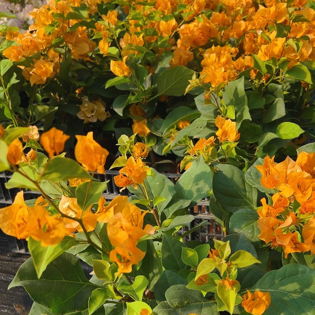 完全开放加州黄掌中宝一棵