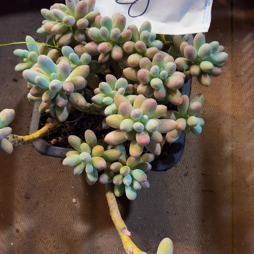 28号一物一拍脱土包邮