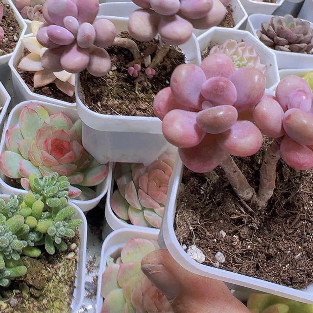 双头丸叶老桩桃蛋19包邮