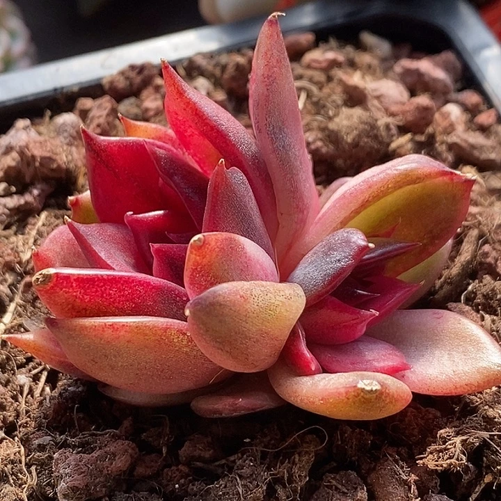 火焰山锦双头多肉植物