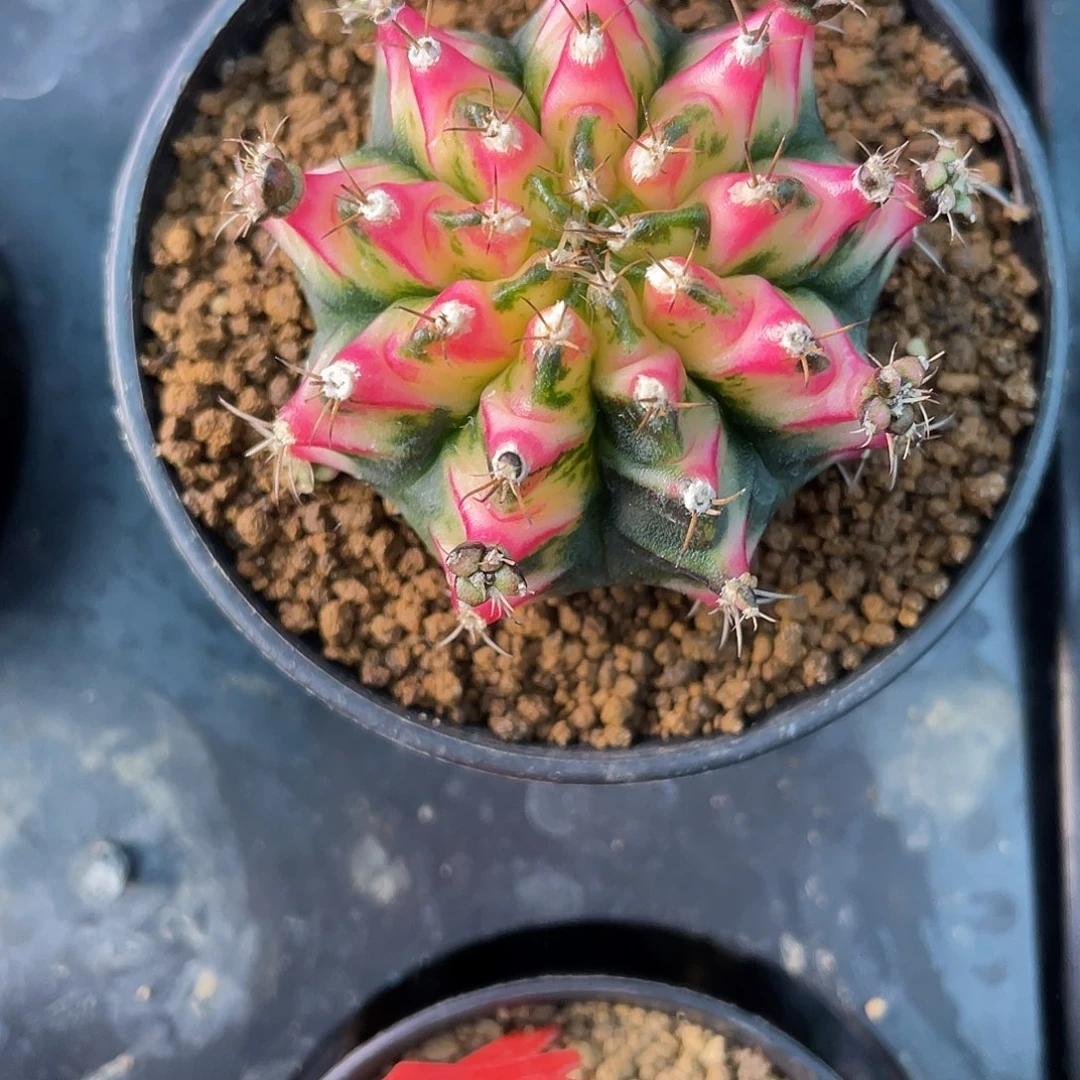 1-70好彩5厘米。