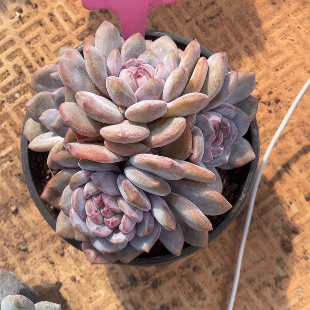 玛***丽星影多头群生533号