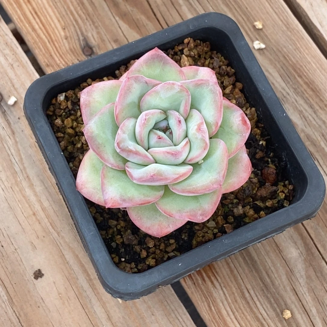 泡芙单头控养一物一拍