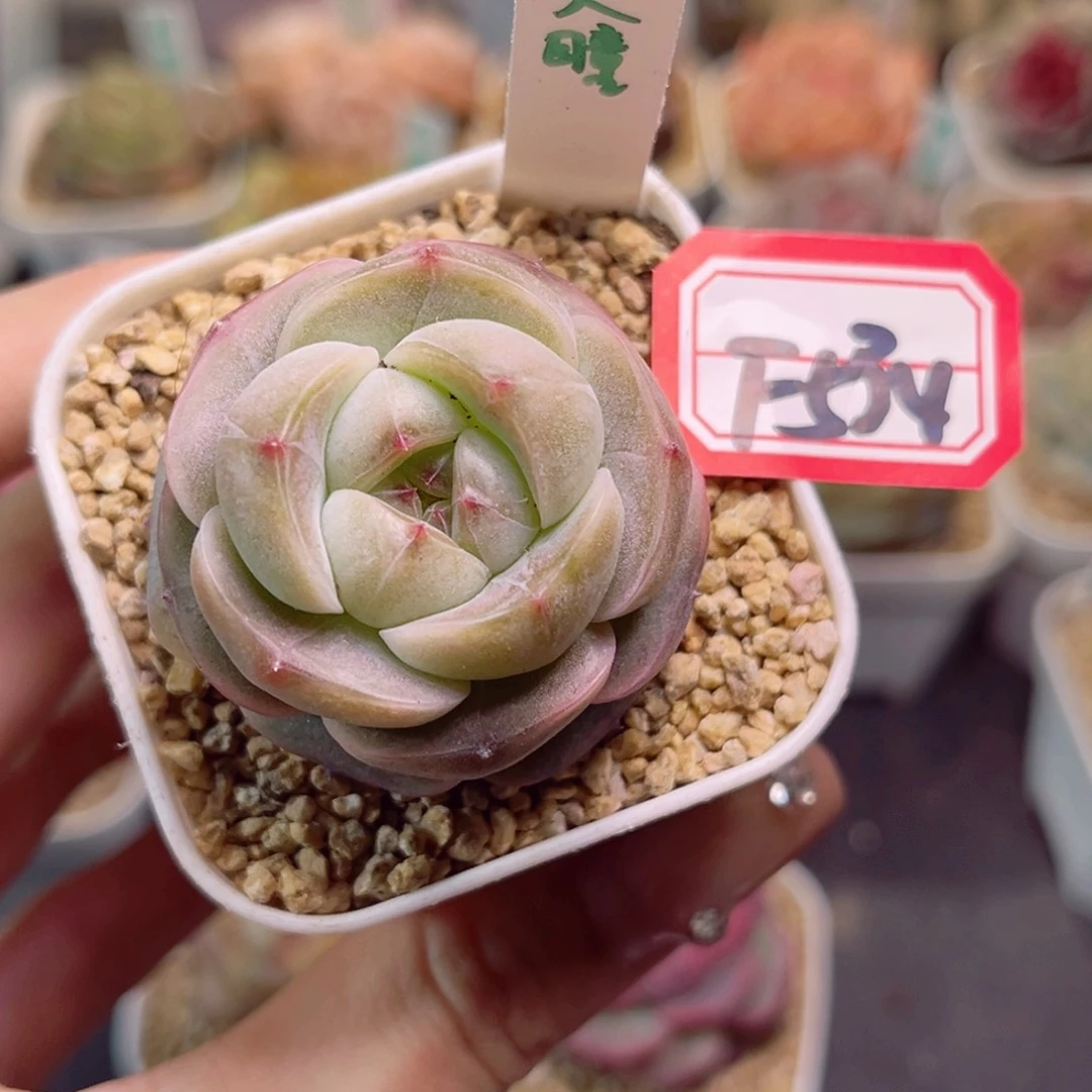 小*F534美瞳一物一拍