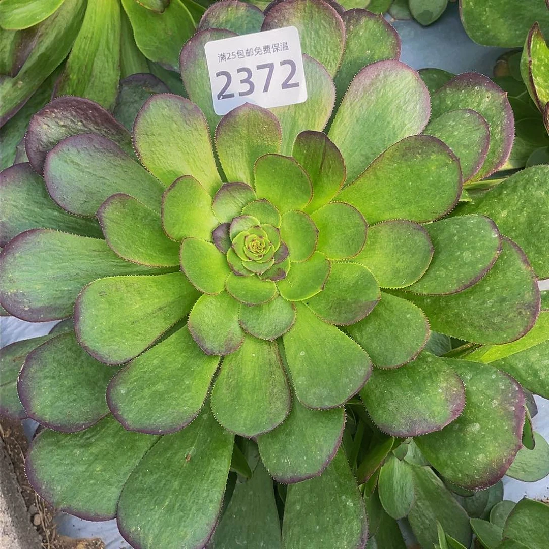 2372万圣节多肉植物