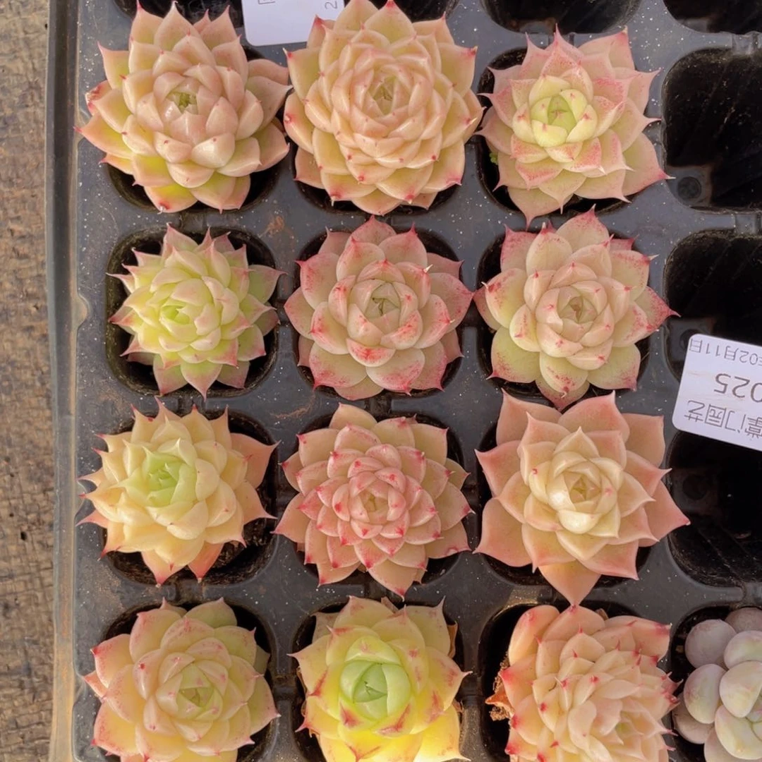 我们的生活方式是什么026