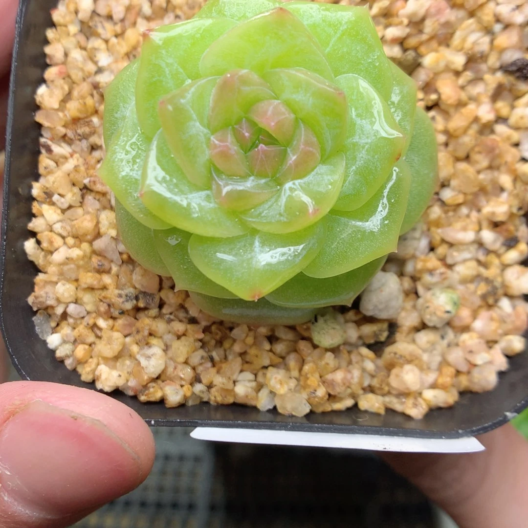 T181y y y y y y y y y t