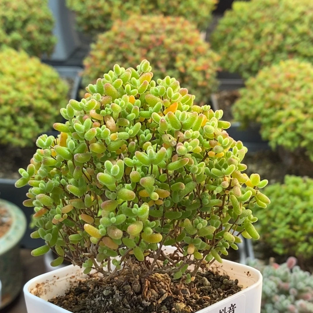 蜜橘糖球1805枝干番杏