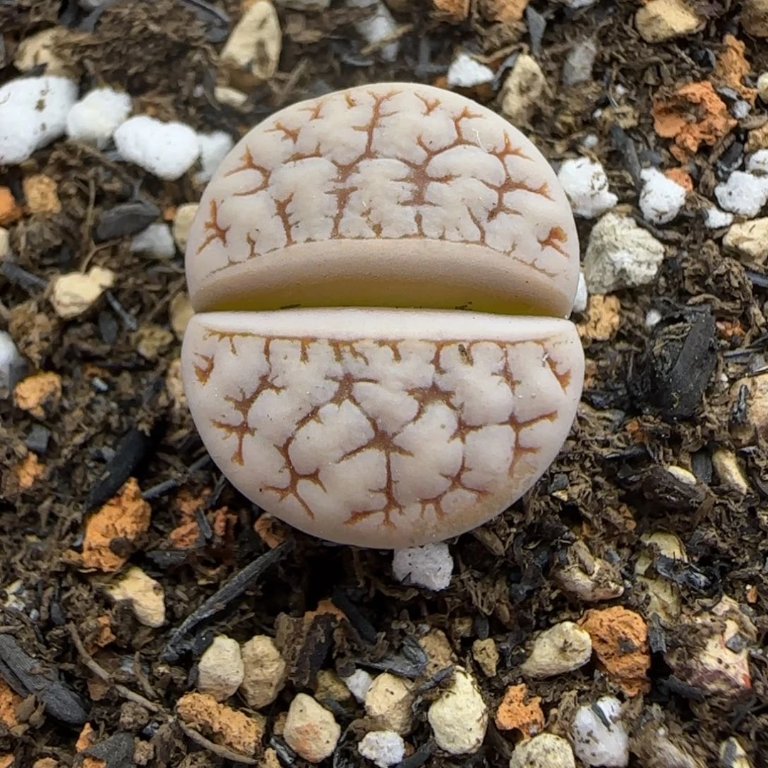 055 生石花大棚直播