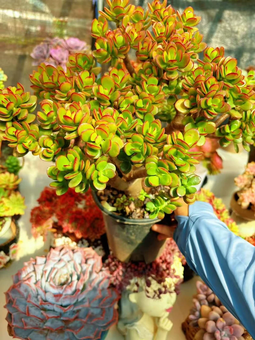 喜乐-摇钱树 新手好养室内室外 脱土发 多肉植物