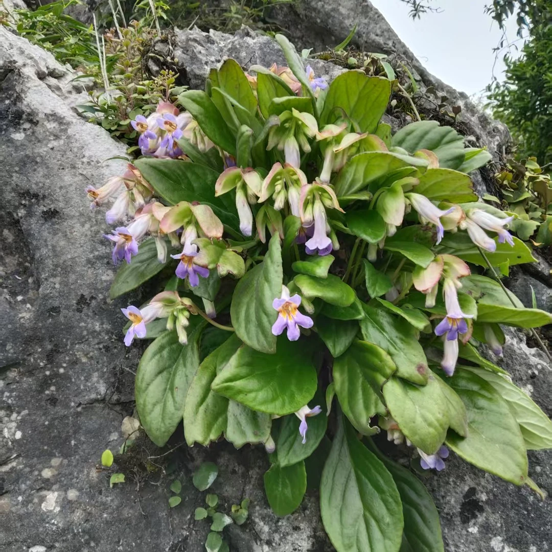 绿植1号链接，一物一拍（岩白菜，银背蕨，麦冬草，垂盆草，鸢尾花）
