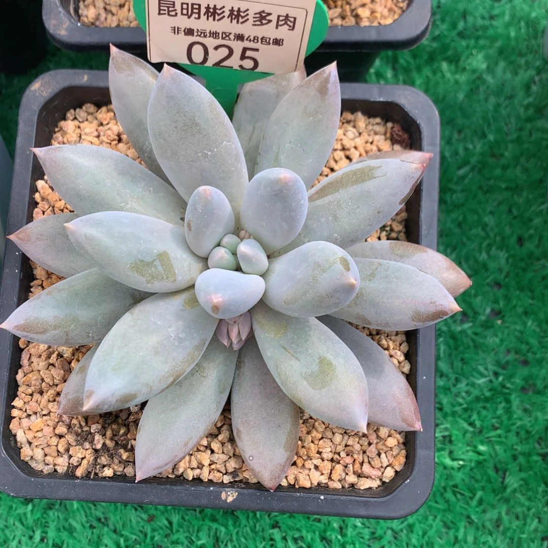 哥特萝莉单头胖体025