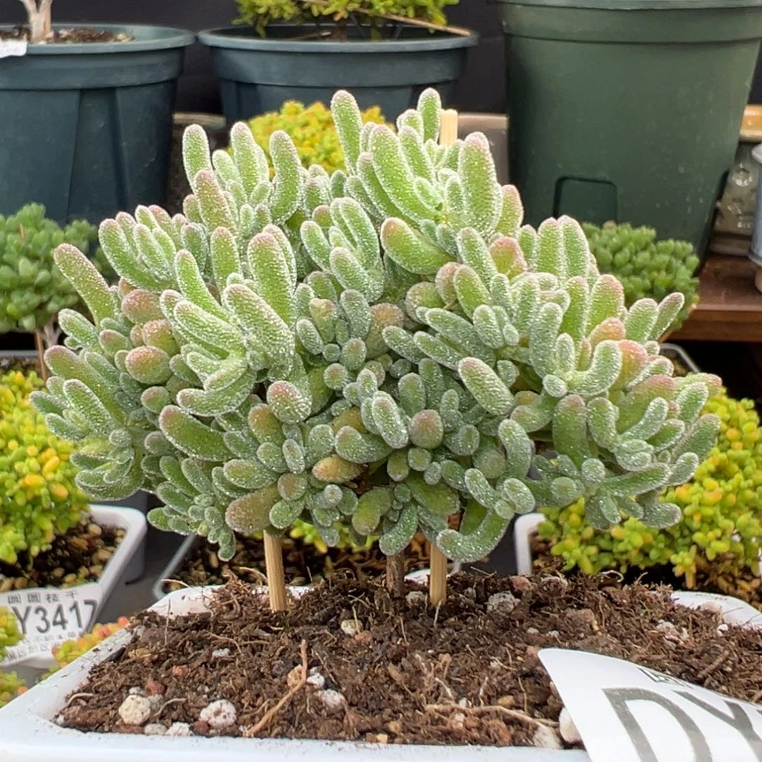 dy3437精控老桩大冰晶冠幅6.5cm