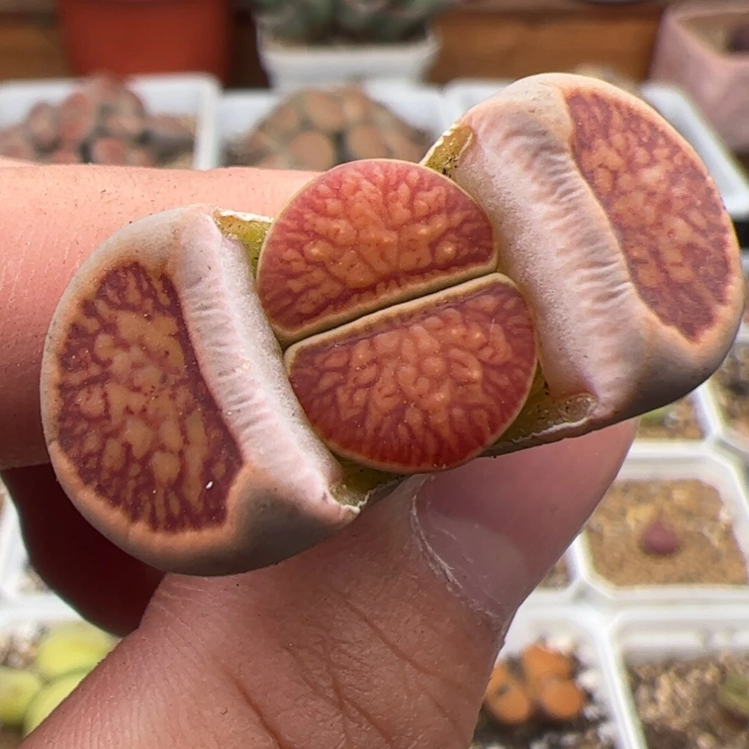 0569号菊 多肉植物