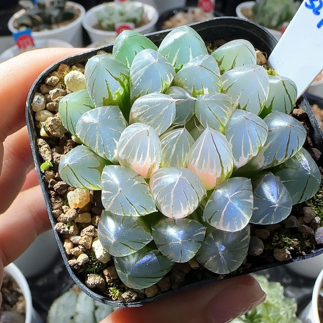 527号霓虹灯一物一拍带盆土