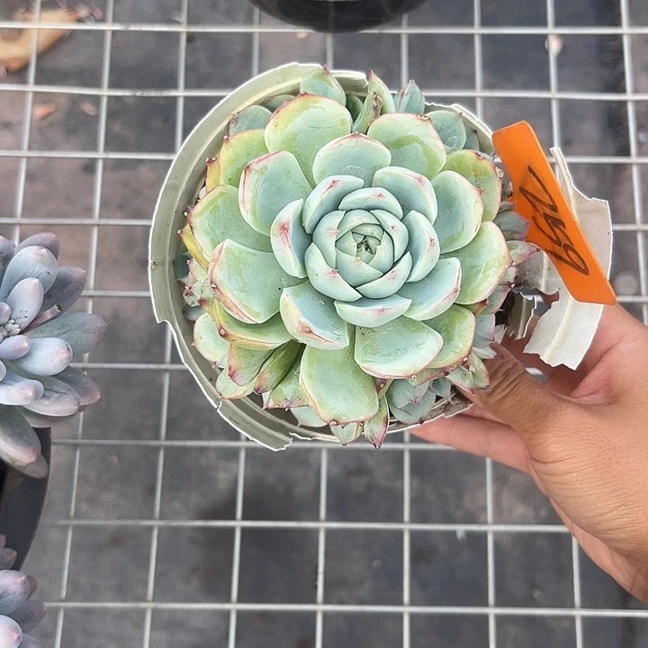 晨语多肉，一物一拍侧影259