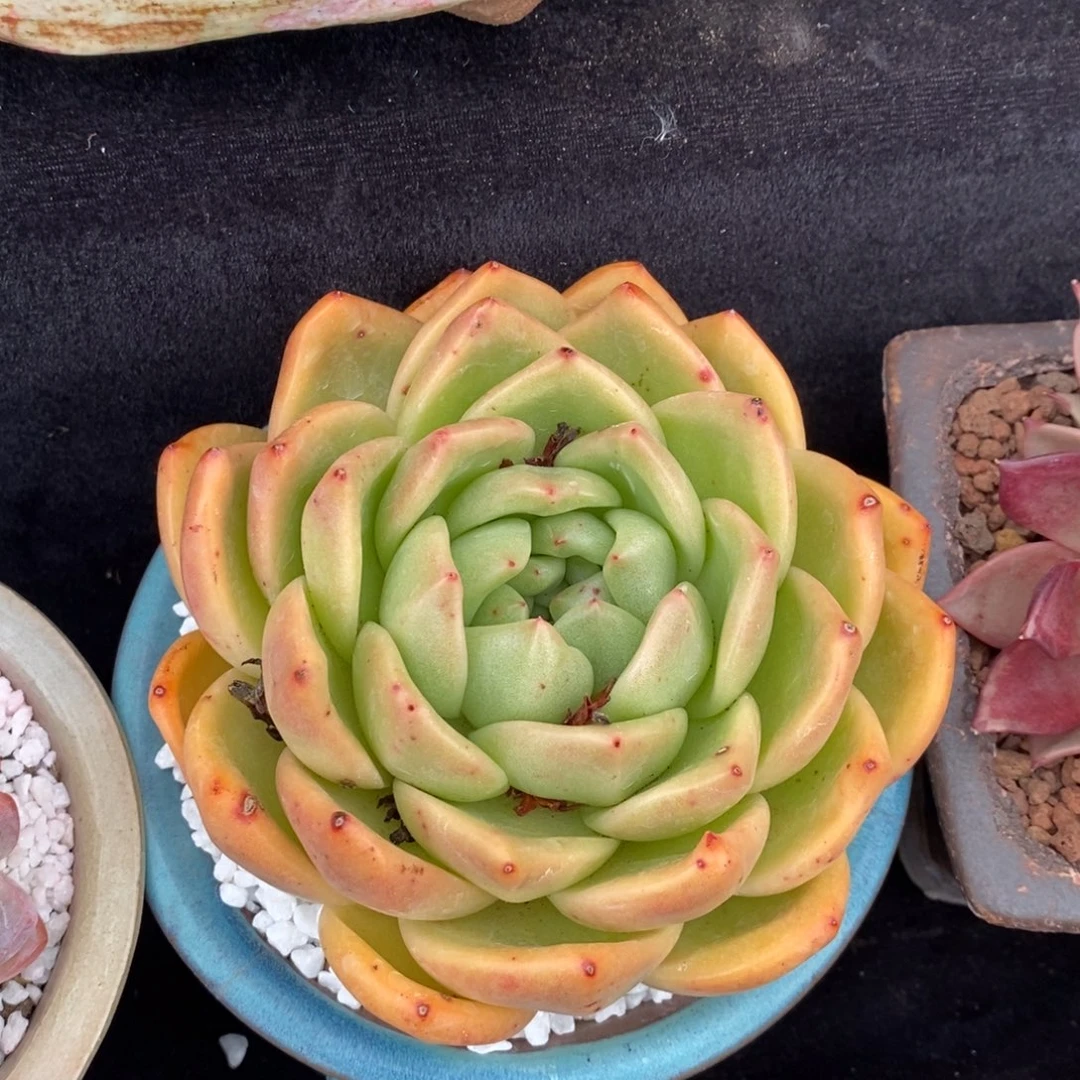 香槟杂多肉植物盆栽