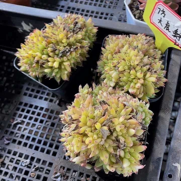 7方大虎鲸带盆土发