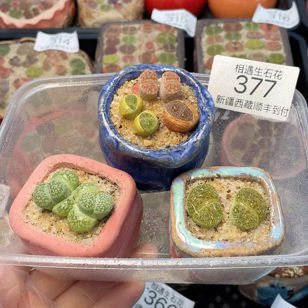 相遇开播福利377