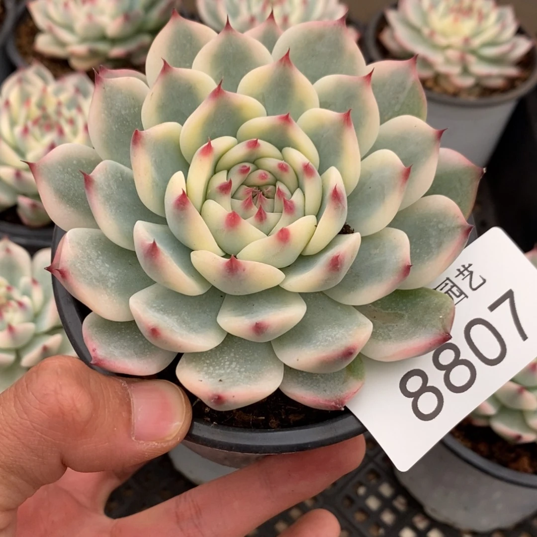 吉娃娃锦多肉植物8807