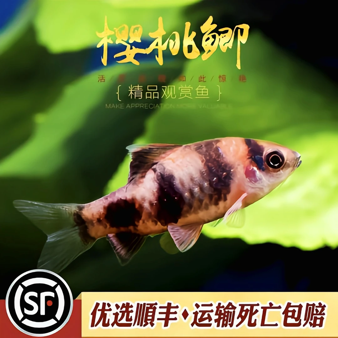 樱桃鲫进口鲫科冷水耐寒耐养鲫原生鱼鲫鱼