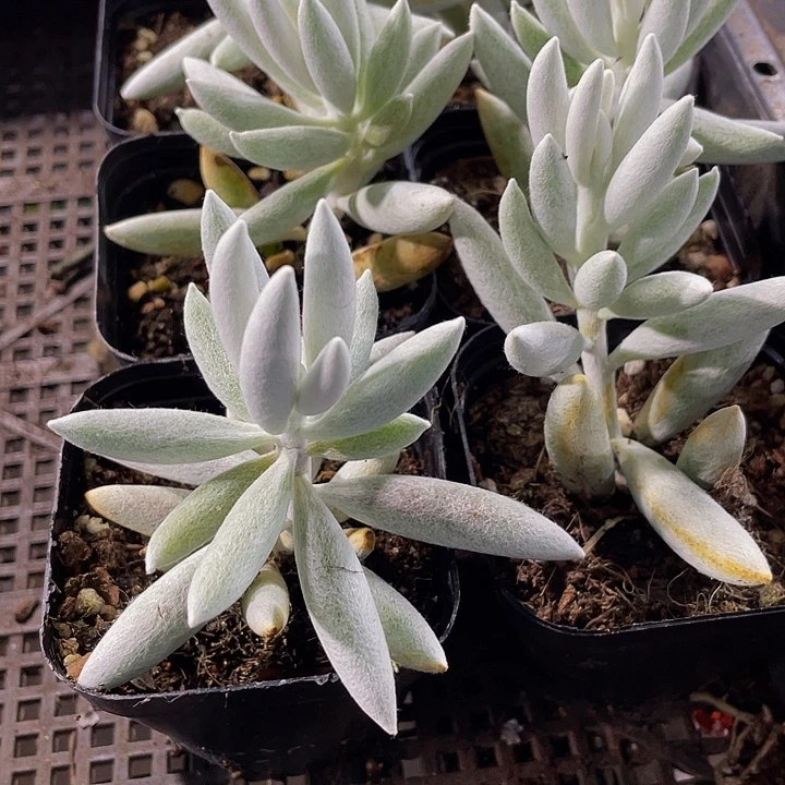 银月3.8带盆土发货