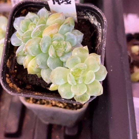 三头清浅4公分盆口