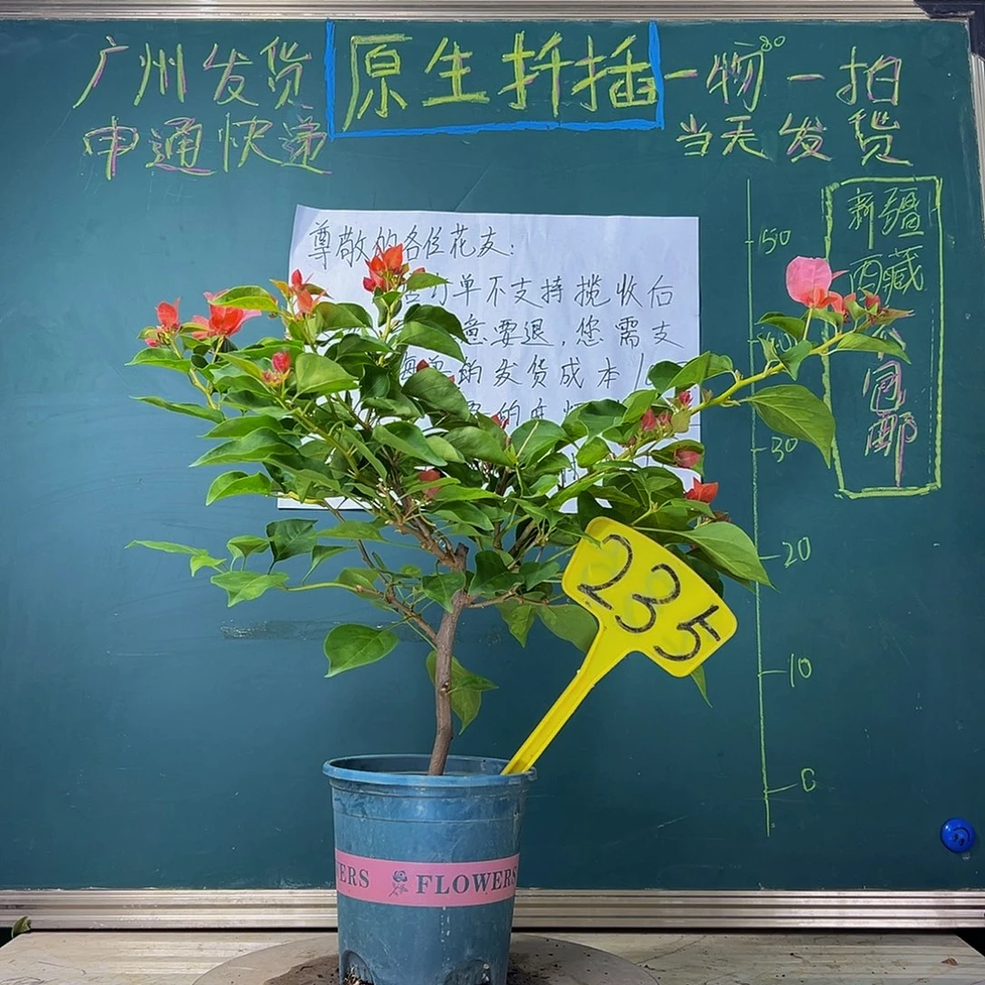 当前无花栽培后可以开花 福利 落日  235