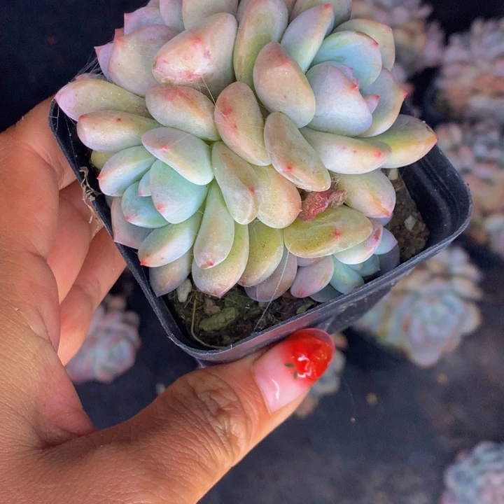 四头橙梦露  （满9.99包邮不满9.99发叶子）