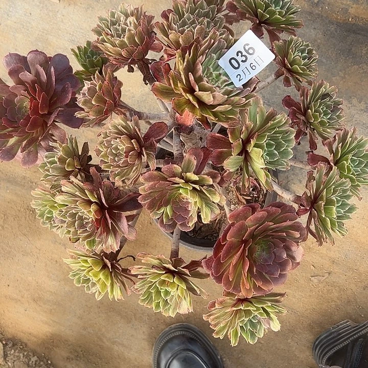 平****褔2.6-36水墨画多肉