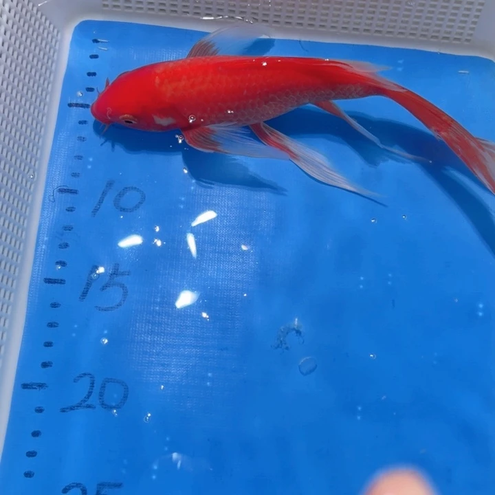 锦鲤锦鲤包邮包售后