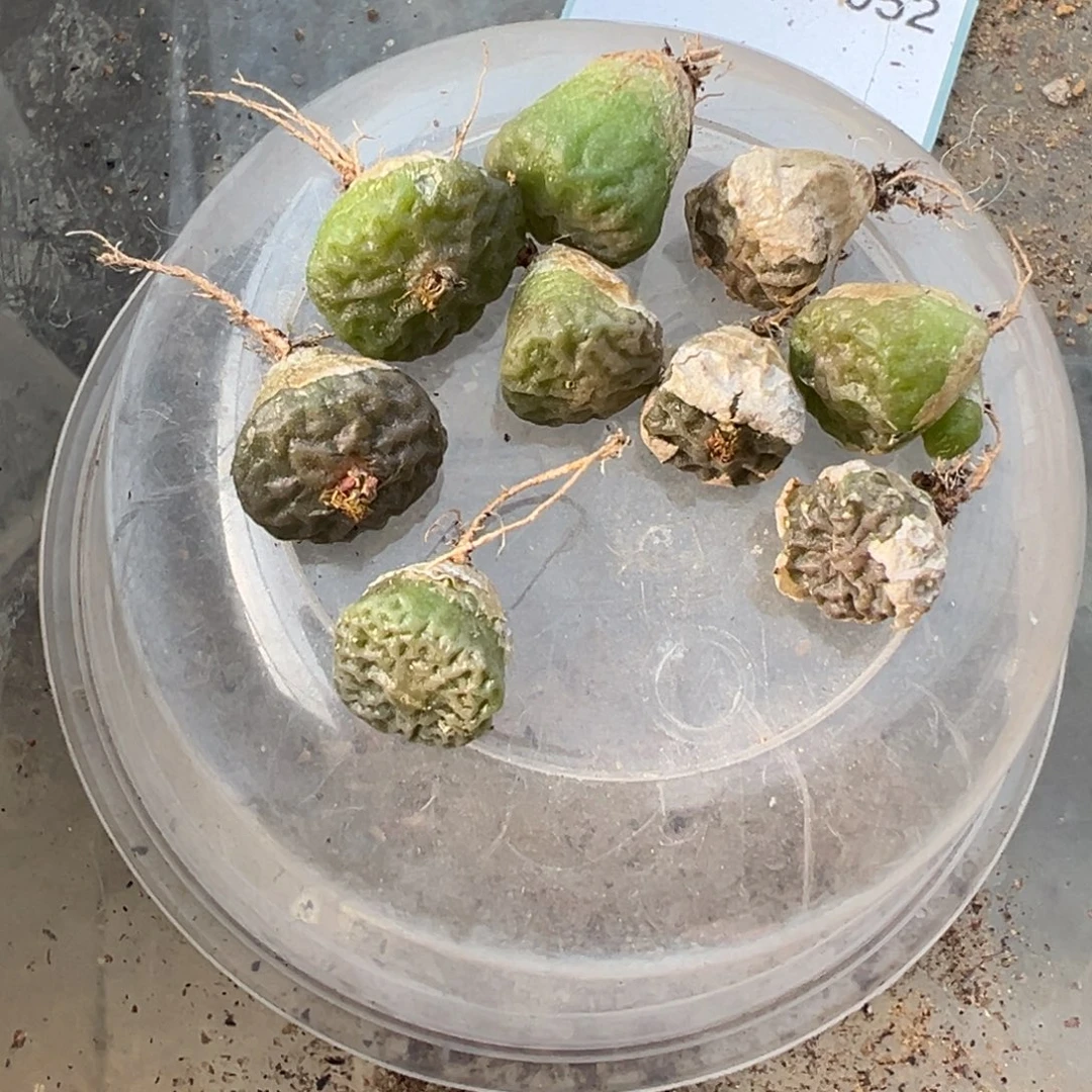 18-52量拍超级烧麦一颗