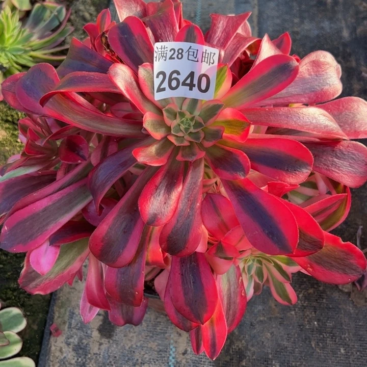 2640南美杜莎多肉植物