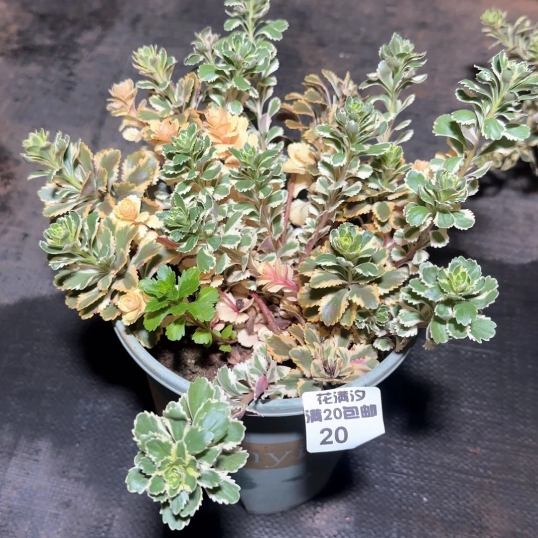 ?****渡亚特兰蒂斯多肉植物