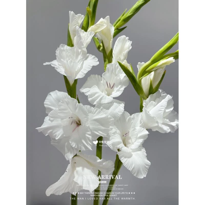 安娜的睡衣 白剑兰 鲜切花日常瓶插仙气满满