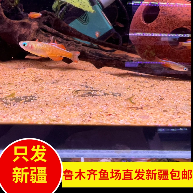 新疆鱼乐圈包邮橘色燕子小型热带淡水鱼