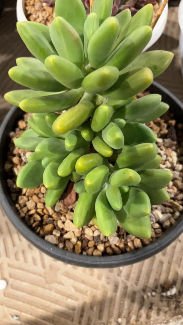 芒果奶自然群无砍头