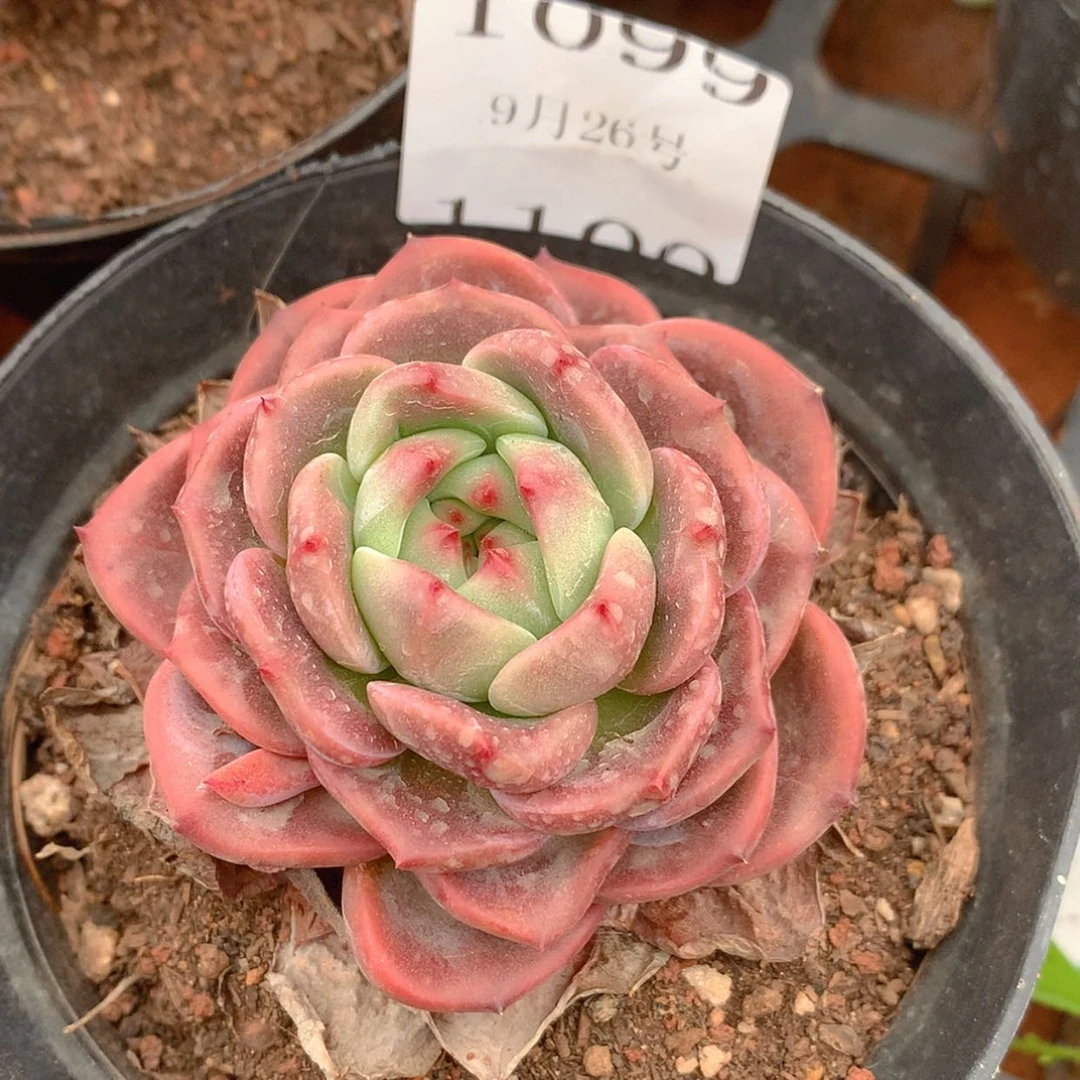 【闪购商品】云1099号