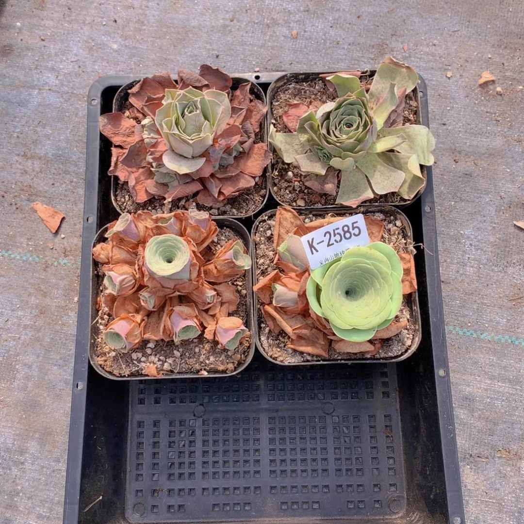 2585 会掉侧芽不售后