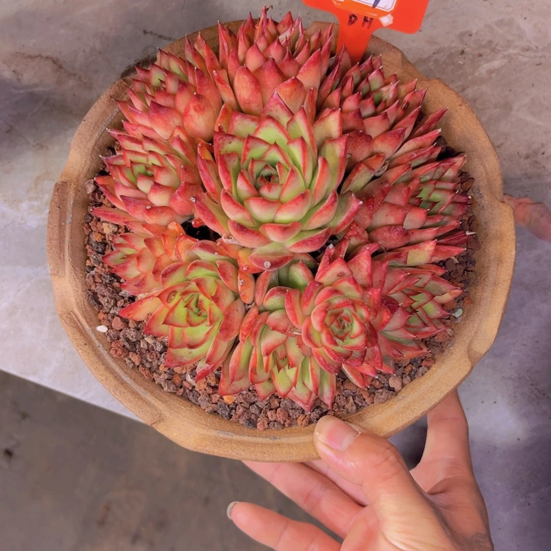 东云971多肉植物