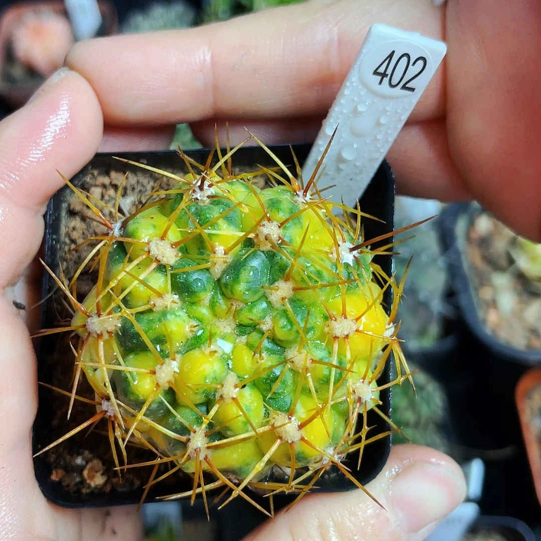 非偏远地区满25包邮仙人球裸根