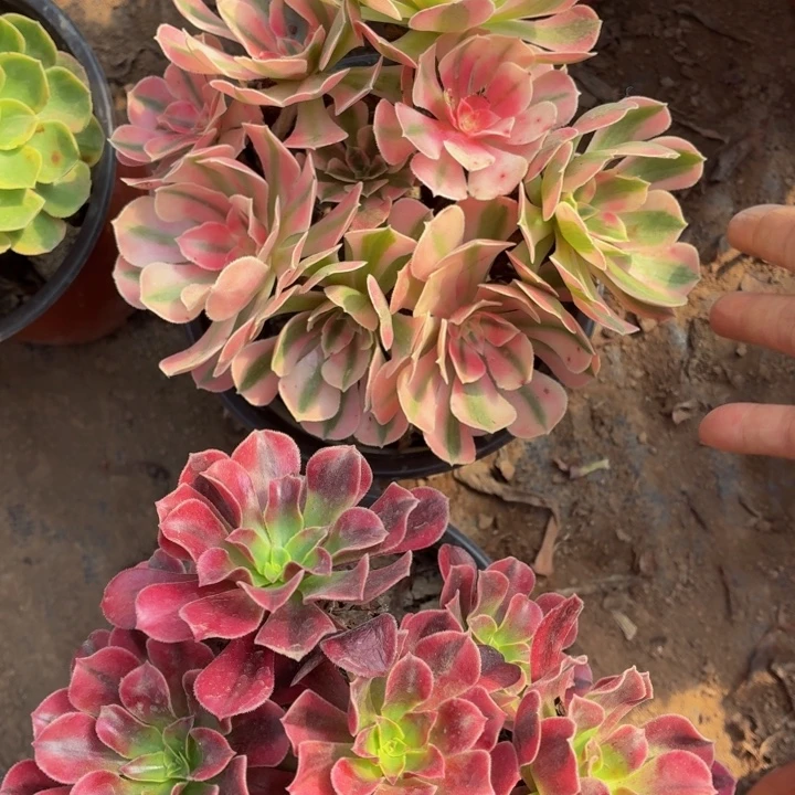 粉女巫美杜莎包邮福利