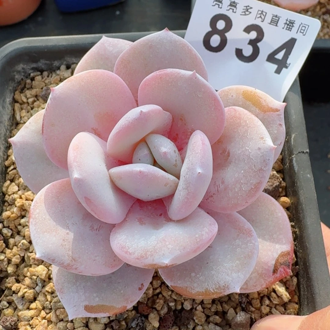 韩版奶茶          摇身一变高富帅，一夜暴富动作快