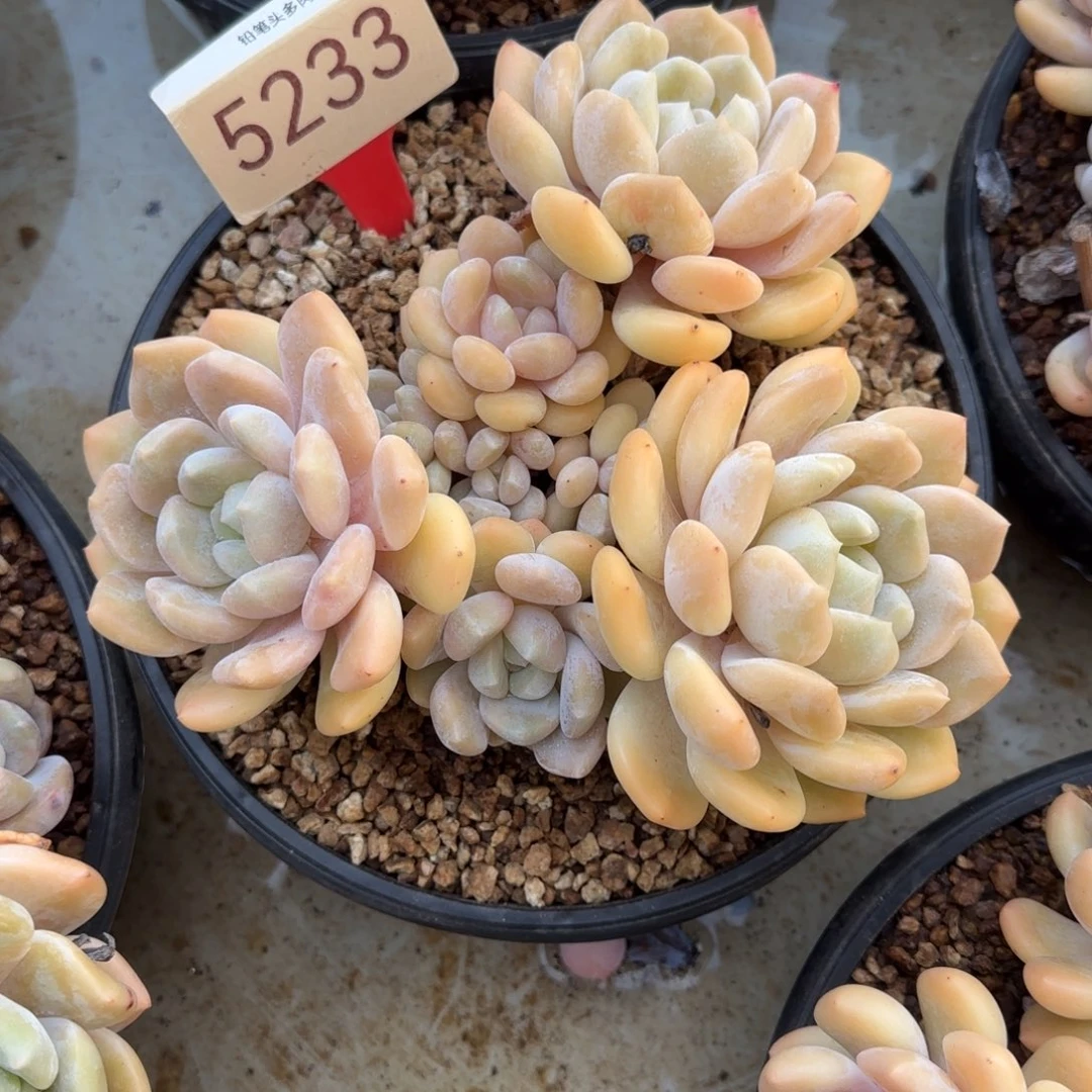 ****安5233。  冰橙福利肉。