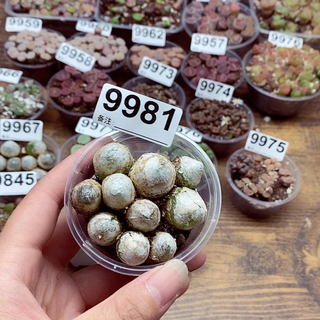 9981灯泡咯啦咯哦