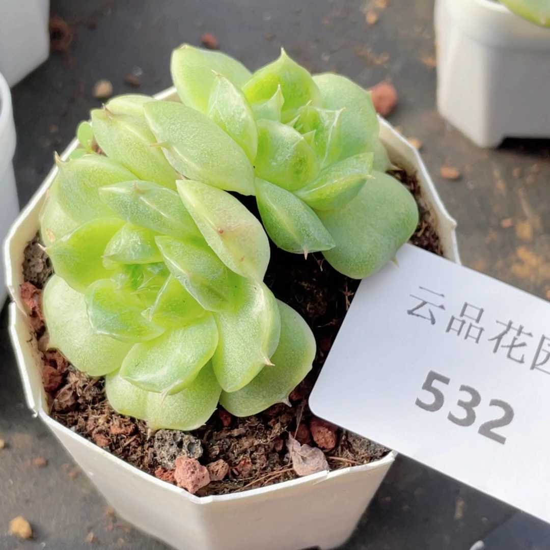 532号糖心冰心珍妮